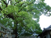 新熊野神社の大楠